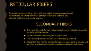 RETICULAR FIBERS
• These are immature collagen fibers with argyrophilic staining properties and
are related to basement membrane of blood vessels and epithelial cells
which lie within the periodontal ligament.
SECONDARY FIBERS
 Represent the newly formed collagenous elements, not yet incorporated
into principal fiber bundle.
 Located between and among the principal fibers.
 These are relatively non-directional and randomly oriented.
 Appear to transverse the periodontal ligament space corono-apically and
are often associated with path of vasculature and nervous elements.
 