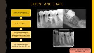 EXTENT AND SHAPE
Shape : An hour glass and is
narrowest at the mid root level
Width : 0.15-0.38mm.
Radiographic appearance:
radiolucent bounded by
radiopaque cementum and lamina
dura of the alveolar bone proper
The average width of the
periodontal space is 0.1–0.25 mm
REFERENCE: ORBAN’S ORAL HISTOLOGY
AND EMBRYOLOGY
 