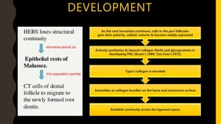 DEVELOPMENT
Establish continuity across the ligament space
Assembles as collagen bundles on the bone and cementum surface
Type I collagen is secreted
Actively synthesize & deposit collagen fibrils and glycoproteins in
developing PDL (Grant’s 1989; Ten Cate’s 1971)
As the root formation continues, cells in the peri follicular
gain their polarity, cellular volume & become widely separated
 