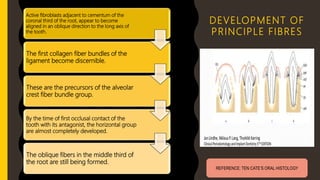 DEVELOPMENT OF
PRINCIPLE FIBRES
Active fibroblasts adjacent to cementum of the
coronal third of the root, appear to become
aligned in an oblique direction to the long axis of
the tooth.
The first collagen fiber bundles of the
ligament become discernible.
These are the precursors of the alveolar
crest fiber bundle group.
By the time of first occlusal contact of the
tooth with its antagonist, the horizontal group
are almost completely developed.
The oblique fibers in the middle third of
the root are still being formed.
REFERENCE: TEN CATE’S ORAL HISTOLOGY
 