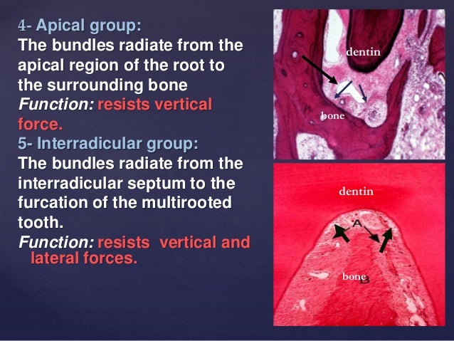Interradicular Septum