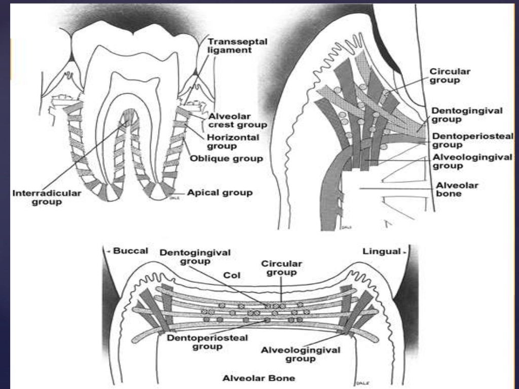 Periodontal ligament future