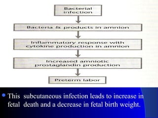  This

subcutaneous infection leads to increase in
fetal death and a decrease in fetal birth weight.

 