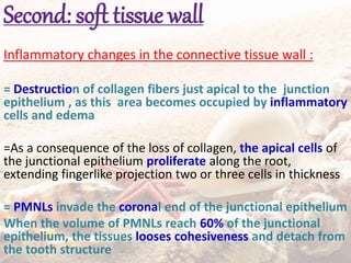 Second: soft tissue wall
Inflammatory changes in the connective tissue wall :
= Destruction of collagen fibers just apical to the junction
epithelium , as this area becomes occupied by inflammatory
cells and edema
=As a consequence of the loss of collagen, the apical cells of
the junctional epithelium proliferate along the root,
extending fingerlike projection two or three cells in thickness
= PMNLs invade the coronal end of the junctional epithelium
When the volume of PMNLs reach 60% of the junctional
epithelium, the tissues looses cohesiveness and detach from
the tooth structure
 