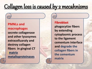 Collagen loss is caused by 2 mecahnisms
PMNLs and
macrophages
secrete collagenase
and other lysosymes
extracelluaraly and
destroy collagen
fibers in gingival CT
(matrix
metalloproteinases)
Fibroblast
phagocytize fibers
by extending
cytoplasmic process
to the ligament
cementum interface
and degrade the
collagen fibers in
the cementum
matrix
 