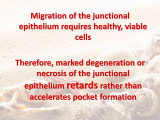 Migration of the junctional
epithelium requires healthy, viable
cells
Therefore, marked degeneration or
necrosis of the junctional
epithelium retards rather than
accelerates pocket formation
 