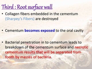 Third : Root surface wall
• Collagen fibers embedded in the cementum
(Sharpey’s Fibers) are destroyed
• Cementum becomes exposed to the oral cavity
• Bacterial penetration in to cementum leads to
breakdown of the cementum surface and necrotic
cementum results that will be separated from
tooth by masses of bacteria.
 