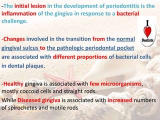 -The initial lesion in the development of periodontitis is the
inflammation of the gingiva in response to a bacterial
challenge.
-Changes involved in the transition from the normal
gingival sulcus to the pathologic periodontal pocket
are associated with different proportions of bacterial cells
in dental plaque.
-Healthy gingiva is associated with few microorganisms,
mostly coccoid cells and straight rods.
While Diseased gingiva is associated with increased numbers
of spirochetes and motile rods
 