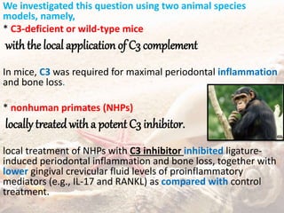 We investigated this question using two animal species
models, namely,
* C3-deficient or wild-type mice
with the local application of C3 complement
In mice, C3 was required for maximal periodontal inflammation
and bone loss.
* nonhuman primates (NHPs)
locally treated with a potent C3 inhibitor.
local treatment of NHPs with C3 inhibitor inhibited ligature-
induced periodontal inflammation and bone loss, together with
lower gingival crevicular fluid levels of proinflammatory
mediators (e.g., IL-17 and RANKL) as compared with control
treatment.
 