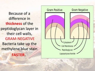 Because of a
difference in
thickness of the
peptidoglycan layer in
their cell walls,
GRAM-NEGATIVE
Bacteria take up the
methylene blue stain
FASTER.
 