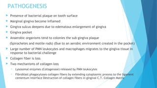 PATHOGENESIS
 Presence of bacterial plaque on tooth surface
 Marginal gingiva become inflamed
 Gingiva sulcus deepens due to edematous enlargement of gingiva
 Gingiva pocket
 Anaerobic organisms tend to colonies the sub gingiva plaque
(Spirochetes and motile rods) (Due to an aerobic environment created in the pocket)
 Large number of PMN leukocytes and macrophages migrates to the gingiva tissue in
response to bacterial challenge
 Collagen fiber is loss
 Two mechanisms of collagen loss
 Lysosomal enzymes (Collagenase) released by PMN leukocytes
 Fibroblast phagocytoses collagen fibers by extending cytoplasmic process to the ligament
cementum interface Destruction of collagen fibers in gingival C.T. Collagen Matrix  
 