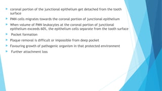  coronal portion of the junctional epithelium get detached from the tooth
surface
 PMN cells migrates towards the coronal portion of junctional epithelium
 When volume of PMN leukocytes at the coronal portion of junctional
epithelium exceeds 60%, the epithelium cells separate from the tooth surface
 Pocket formation
 Plaque removal is difficult or impossible from deep pocket
 Favouring growth of pathogenic organism in that protected environment
 Further attachment loss
 