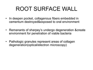 ROOT SURFACE WALL
• In deepen pocket, collagenous fibers embedded in
cementum destroyed&exposed to oral environment
• Remanants of sharpey’s undergo degeneration &create
environment for penetration of viable bacteria
• Pathologic granules represent areas of collagen
degeneration(optical/electron microscopy)
 