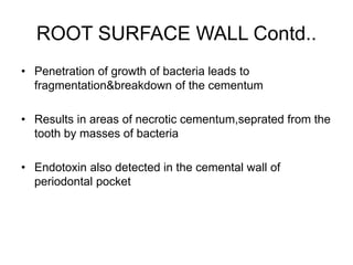 ROOT SURFACE WALL Contd..
• Penetration of growth of bacteria leads to
fragmentation&breakdown of the cementum
• Results in areas of necrotic cementum,seprated from the
tooth by masses of bacteria
• Endotoxin also detected in the cemental wall of
periodontal pocket
 