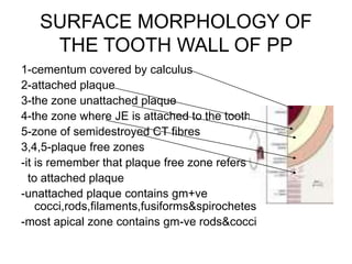 SURFACE MORPHOLOGY OF
THE TOOTH WALL OF PP
1-cementum covered by calculus
2-attached plaque
3-the zone unattached plaque
4-the zone where JE is attached to the tooth
5-zone of semidestroyed CT fibres
3,4,5-plaque free zones
-it is remember that plaque free zone refers
to attached plaque
-unattached plaque contains gm+ve
cocci,rods,filaments,fusiforms&spirochetes
-most apical zone contains gm-ve rods&cocci
 