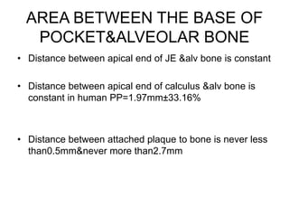 AREA BETWEEN THE BASE OF
POCKET&ALVEOLAR BONE
• Distance between apical end of JE &alv bone is constant
• Distance between apical end of calculus &alv bone is
constant in human PP=1.97mm±33.16%
• Distance between attached plaque to bone is never less
than0.5mm&never more than2.7mm
 