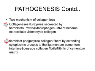 PATHOGENESIS Contd..
• Two mechanism of collagen loss
Collagenases+Enzymes secreated by
fibroblasts,PMNs&Macrophages- MMPs became
extracellular &destroyes collegen
fibroblast phagocytise collagen fibers by extending
cytoplasmic process to the ligamentum-cementum
interface&degrade collagen fibrils&fibrils of cementum
matrix
 