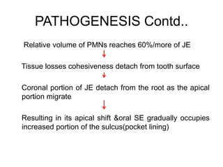 PATHOGENESIS Contd..
Relative volume of PMNs reaches 60%/more of JE
Tissue losses cohesiveness detach from tooth surface
Coronal portion of JE detach from the root as the apical
portion migrate
Resulting in its apical shift &oral SE gradually occupies
increased portion of the sulcus(pocket lining)
 