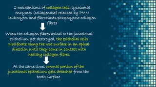 2 mechanisms of collagen loss: lysosomal
enzymes (collagenase) released by PMN
leukocytes and fibroblasts phagocytose collagen
fibres
When the collagen fibres apical to the junctional
epithelium get destroyed, the epithelial cells
proliferate along the root surface in an apical
direction until they come in contact with
healthy collagen fibres
At the same time, coronal portion of the
junctional epithelium gets detached from the
tooth surface
 