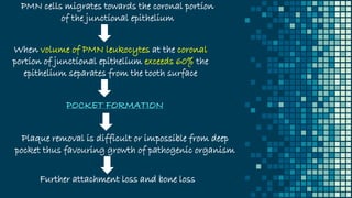 PMN cells migrates towards the coronal portion
of the junctional epithelium
When volume of PMN leukocytes at the coronal
portion of junctional epithelium exceeds 60% the
epithelium separates from the tooth surface
POCKET FORMATION
Plaque removal is difficult or impossible from deep
pocket thus favouring growth of pathogenic organism
Further attachment loss and bone loss
 