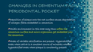CHANGES IN CEMENTUM FACING
PERIODONTAL POCKET
Deposition of plaque onto the root surface causes degradation
of collagen fibres embedded in cementum
Acidic environment in this area may thus soften the
cementum surface and micro organisms get embedded into
the cementum
Areas of variable calcification are present. Hypercalcified
areas where saliva is a constant source of minerals whereas
hypocalcified areas where plaque is constantly present
 