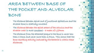 AREA BETWEEN BASE OF
THE POCKET AND ALVEOLAR
BONE
24
▪ The distance between apical end of junctional epithelium and the
alveolar bone is relatively constant
▪ The distance between the apical extent of the calculus and the
alveolar crest is most constant – a mean of 1.97mm
▪ The distance from the attached plaque to the bone is never less
than 0.5mm and never more than 2.7mm. This shows that the
bone resorbing activity induced by the bacteria is within these
distances
 
