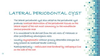 LATERAL PERIODONTAL CYST
29
▪ The lateral periodontal cyst also called as the periodontal cyst
produces localised destruction of the periodontal tissues on the
lateral aspect of the root most commonly in the mandibular
canine-premolar area
▪ It is considered to be derived from the cell rests of Malassez or
other proliferating odontogenic rests
▪ Usually asymptomatic without grossly detectable changes but
may present as localised tender swelling
▪ Radiographically – radiolucent area bordered by radiopaque line
on the side of the root
 
