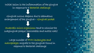 Initial lesion is the inflammation of the gingiva
in response to a bacterial challenge
Gingival sulcus deepens due to edematous
enlargement of the gingiva – Gingival pocket
Anaerobic micro-organisms tend to colonise the
subgingival plaque (spirochetes and motile rods)
Large number of PMN leukocytes and
macrophages migrate to the gingival tissue in
response to bacterial challenge
 