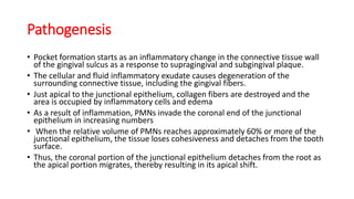 Pathogenesis
• Pocket formation starts as an inflammatory change in the connective tissue wall
of the gingival sulcus as a response to supragingival and subgingival plaque.
• The cellular and fluid inflammatory exudate causes degeneration of the
surrounding connective tissue, including the gingival fibers.
• Just apical to the junctional epithelium, collagen fibers are destroyed and the
area is occupied by inflammatory cells and edema
• As a result of inflammation, PMNs invade the coronal end of the junctional
epithelium in increasing numbers
• When the relative volume of PMNs reaches approximately 60% or more of the
junctional epithelium, the tissue loses cohesiveness and detaches from the tooth
surface.
• Thus, the coronal portion of the junctional epithelium detaches from the root as
the apical portion migrates, thereby resulting in its apical shift.
 