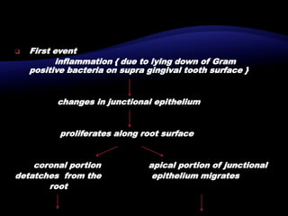  First event
inflammation { due to lying down of Gram
positive bacteria on supra gingival tooth surface }
changes in junctional epithelium
proliferates along root surface
coronal portion apical portion of junctional
detatches from the epithelium migrates
root
 