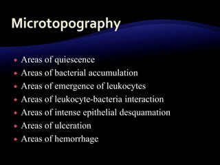 Areas of quiescence
 Areas of bacterial accumulation
 Areas of emergence of leukocytes
 Areas of leukocyte-bacteria interaction
 Areas of intense epithelial desquamation
 Areas of ulceration
 Areas of hemorrhage
 