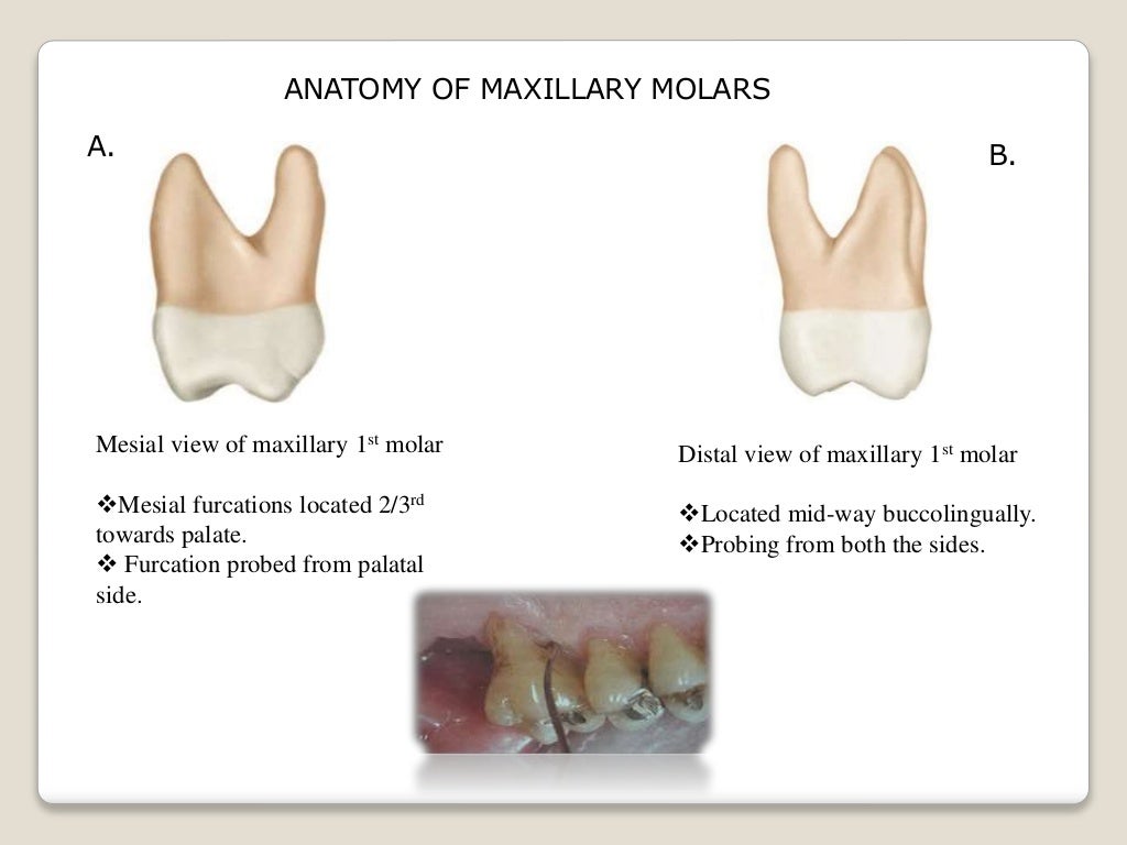Periodontal probing