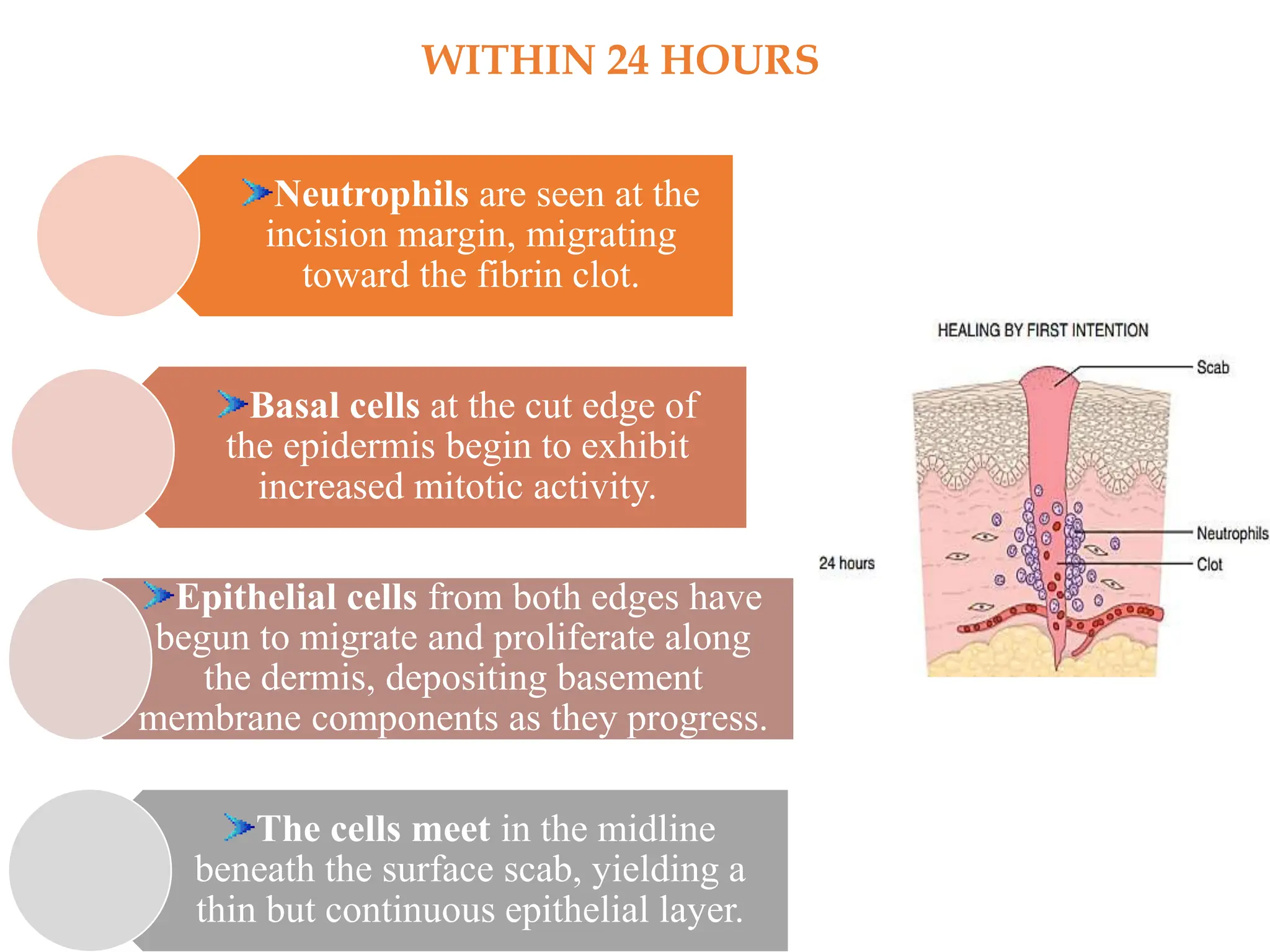 PERIODONTAL WOUND HEALING [Autosaved].pptx