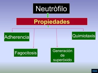 Aggressive Periodontitis