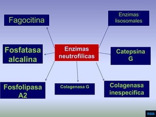 Aggressive Periodontitis