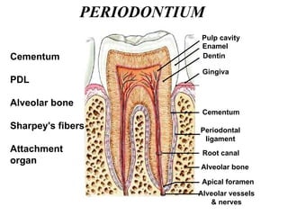 PERIODONTIUM Cementum PDL Alveolar bone Sharpey's fibers Attachment organ Cementum Periodontal ligament Alveolar bone Apical foramen Pulp cavity Enamel Dentin Gingiva Root canal Alveolar vessels & nerves 