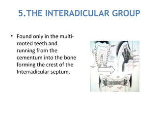 Interradicular Inection Periodontium | PPT
