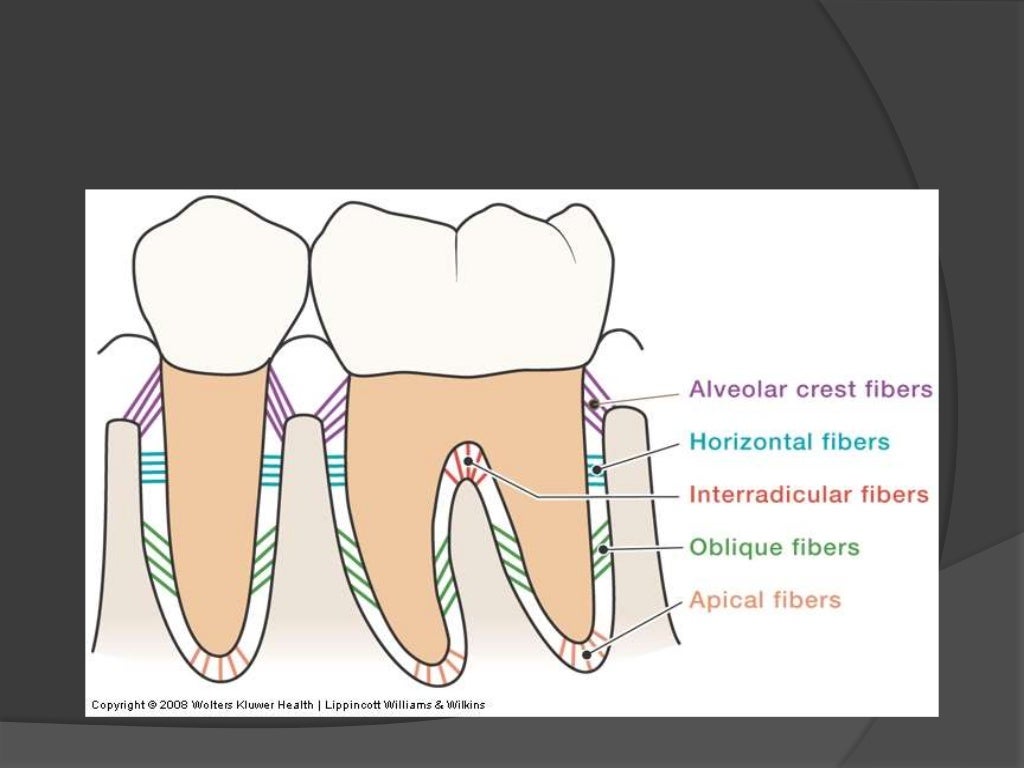 Periodontium