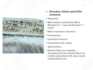 Periodontium | PPTX