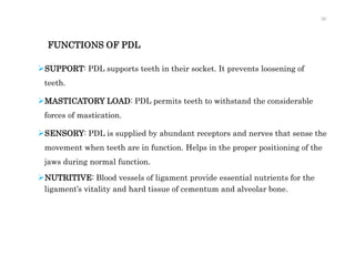 Periodontium | PPTX