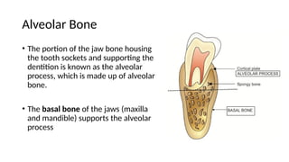 Define Alveolar Ridge Alveolar Bone Jaw – Alveolar Ridge Meaning – TFSGHK