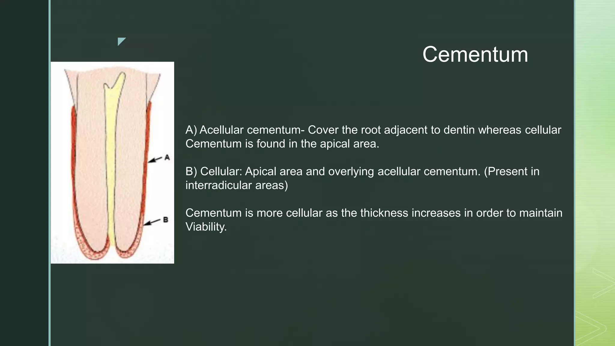 Interradicular Root Periodontium characteristics and parts | PDF