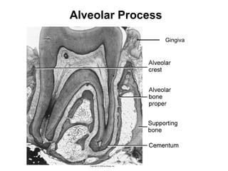 Alveolar Process
Gingiva

 