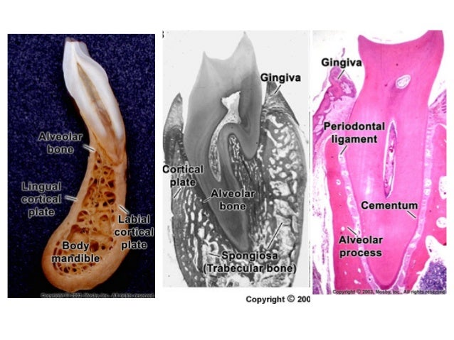 Periodontium 2