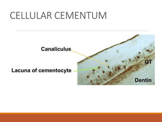 CELLULAR CEMENTUM
 