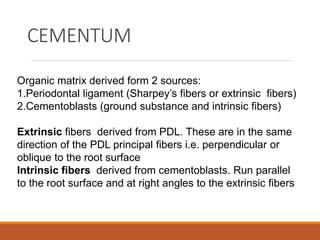 CEMENTUM
Organic matrix derived form 2 sources:
1.Periodontal ligament (Sharpey’s fibers or extrinsic fibers)
2.Cementoblasts (ground substance and intrinsic fibers)
Extrinsic fibers derived from PDL. These are in the same
direction of the PDL principal fibers i.e. perpendicular or
oblique to the root surface
Intrinsic fibers derived from cementoblasts. Run parallel
to the root surface and at right angles to the extrinsic fibers
 