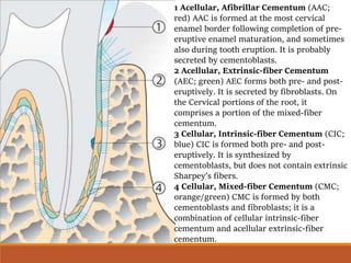 1 Acellular, Afibrillar Cementum (AAC;
red) AAC is formed at the most cervical
enamel border following completion of pre-
eruptive enamel maturation, and sometimes
also during tooth eruption. It is probably
secreted by cementoblasts.
2 Acellular, Extrinsic-fiber Cementum
(AEC; green) AEC forms both pre- and post-
eruptively. It is secreted by fibroblasts. On
the Cervical portions of the root, it
comprises a portion of the mixed-fiber
cementum.
3 Cellular, Intrinsic-fiber Cementum (CIC;
blue) CIC is formed both pre- and post-
eruptively. It is synthesized by
cementoblasts, but does not contain extrinsic
Sharpey’s fibers.
4 Cellular, Mixed-fiber Cementum (CMC;
orange/green) CMC is formed by both
cementoblasts and fibroblasts; it is a
combination of cellular intrinsic-fiber
cementum and acellular extrinsic-fiber
cementum.
 