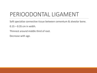 PERIOODONTAL LIGAMENT
Soft specialize connective tissue between cementum & alveolar bone.
0.15 – 0.35 cm in width.
Thinnest around middle third of root.
Decrease with age.
 