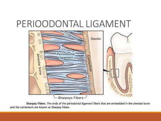 PERIOODONTAL LIGAMENT
 