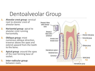 Dentoalveolar Group
1. Alveolar crest group: cervical
root to alveolar crest of
alveolar bone.
2. Horizontal group: apical to
alveolar crest running
horizontally.
3. Oblique group :most
numerous oblique direction,
traverse above the apex and
extend upward from the tooth
to the bone.
4. Apical group: around the apex
of the root forming base of
socket.
5. Inter-radicular group:
between roots.
H
O
A
Ap
I
 